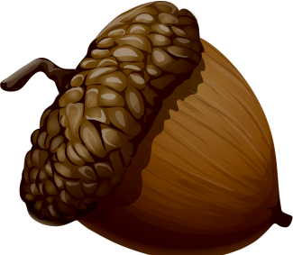 Acorn